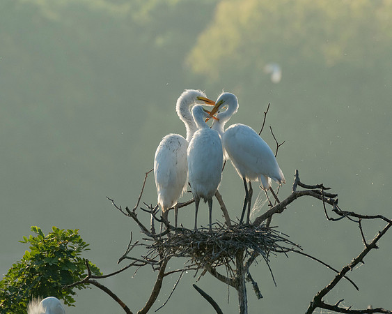Great Egret Chicks High Island