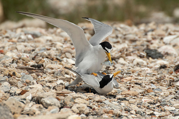 Least tern