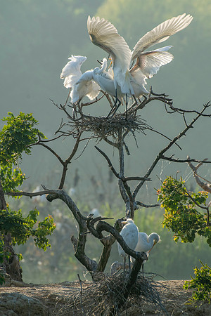 Great Egret Chicks High Island