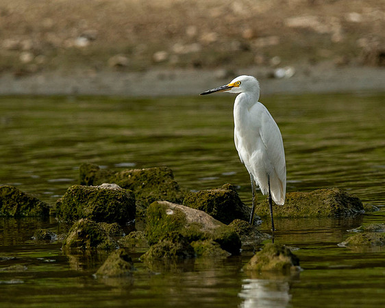 Snowy Egret