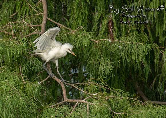 Juvenile Cattle Egret