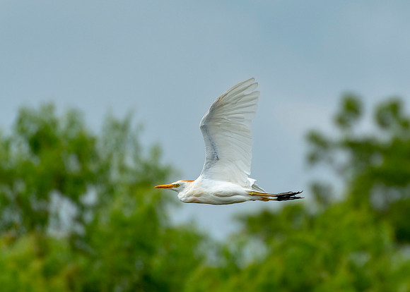 Cattle Egret