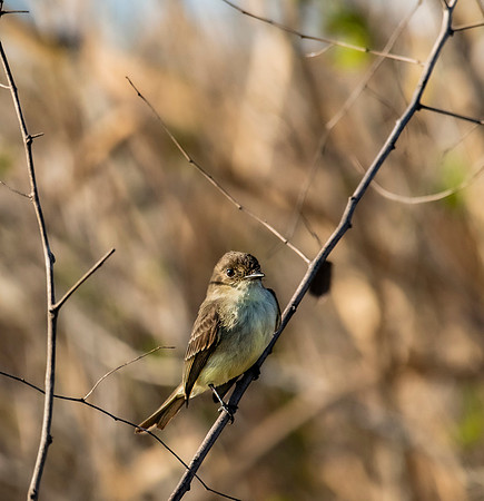 Eastern phoebe