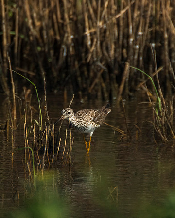 Lesser Yellowlegs