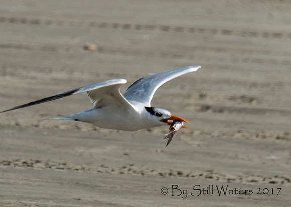 Tern