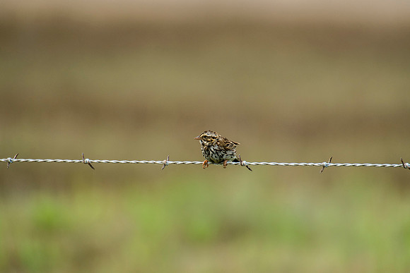Savannah Sparrow