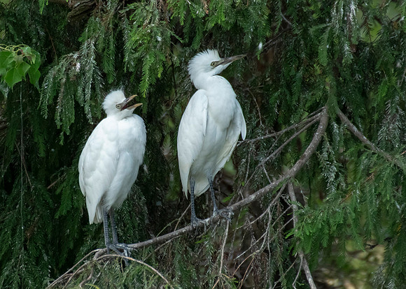 Juvenile cattle egrets