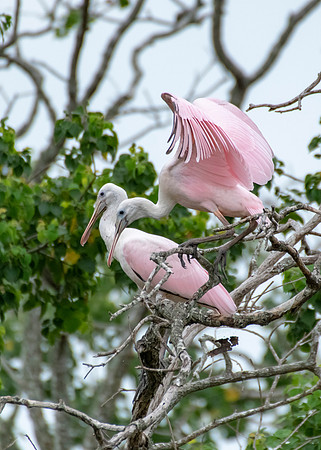 Roseate Spoonbill