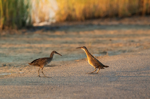 Clapper rail