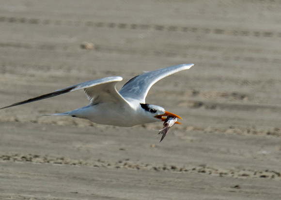 Tern