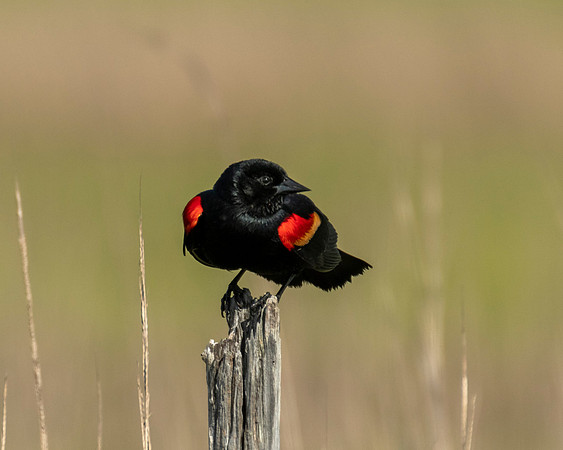 Redwinged Blackbird
