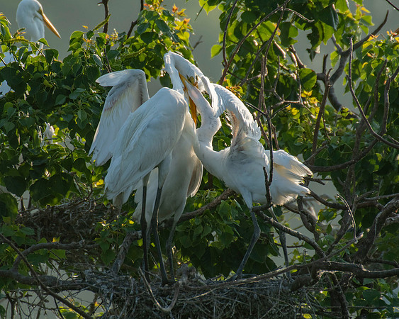 Great Egret Chicks High Island