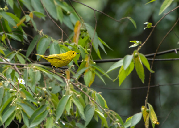 CostaRica