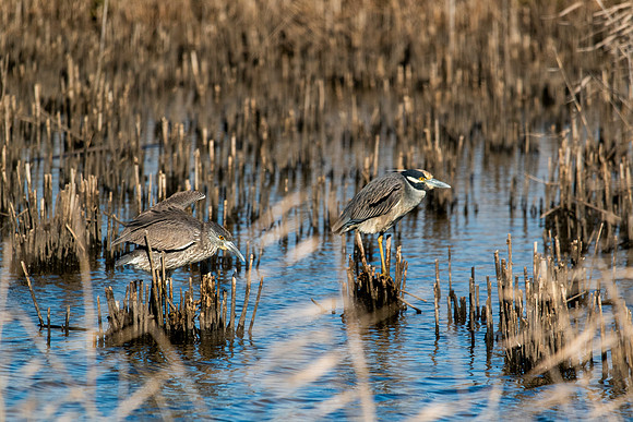 Yellow crowned herons_Brazoria NWR Dec2020_3338