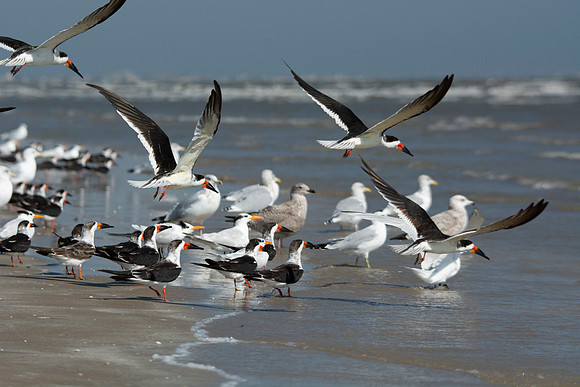 Black Skimmers