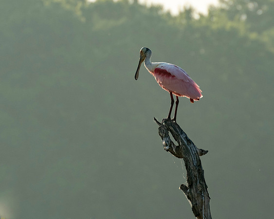 Roseate Spoonbill High Island