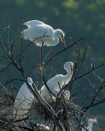Great Egrets High Island