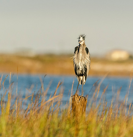 Great blue heron