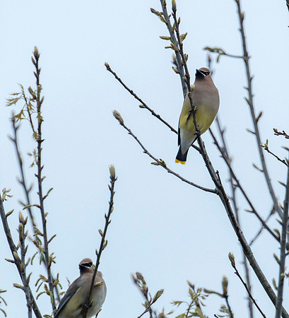 CedarWaxwings