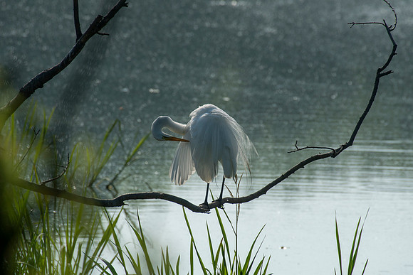 Great Egrets High Island