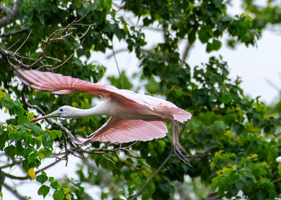Roseate Spoonbill