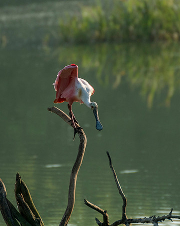 Roseate Spoonbill High Island