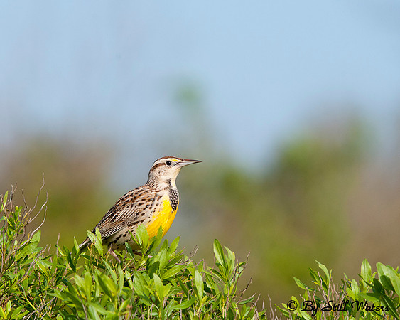 Easter Meadowlark