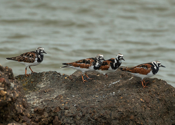 Ruddy turnstone