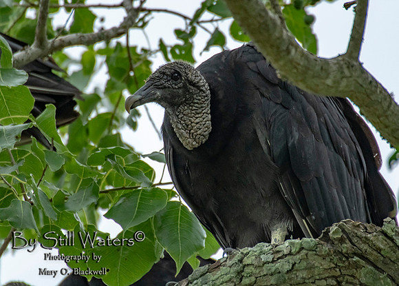 Black Vulture
