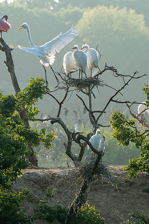 Great Egret Chicks High Island