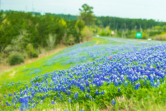 Texas Bluebonnets