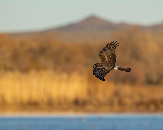 Northern Harrier