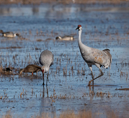 Sandhill Cranes