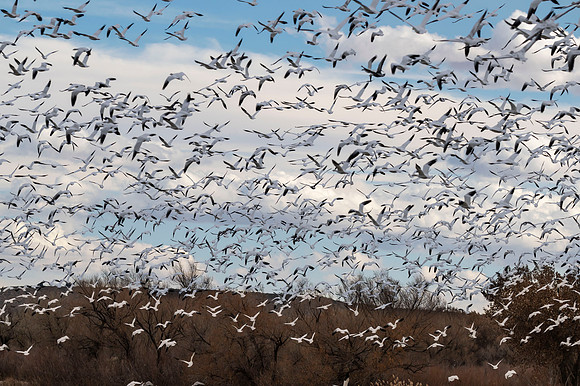 Snow geese