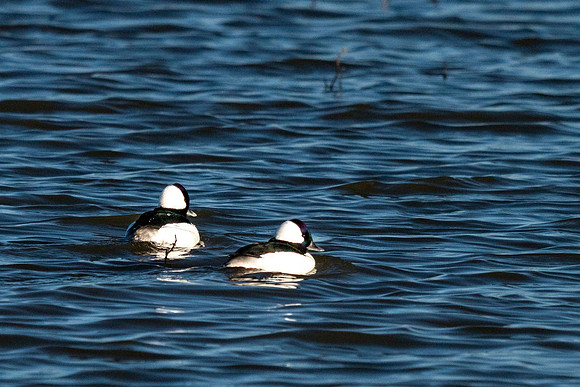 Buffleheads