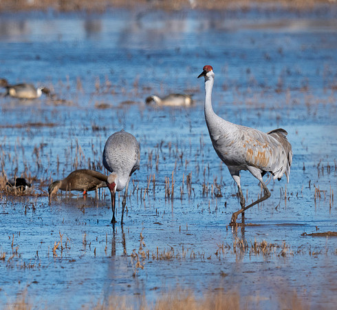Sandhill Cranes