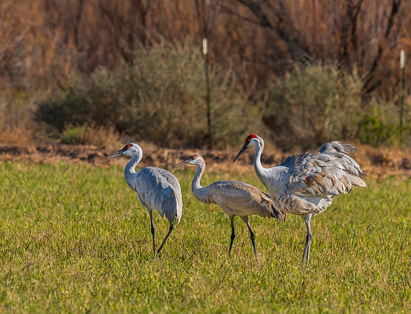 Sandhill Cranes