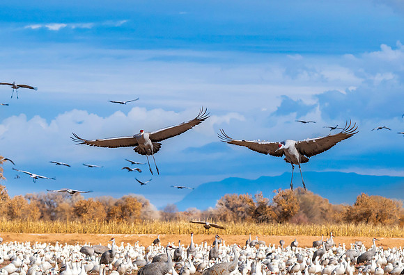 Sandhill Cranes