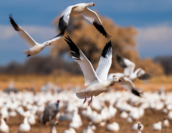 Snow geese