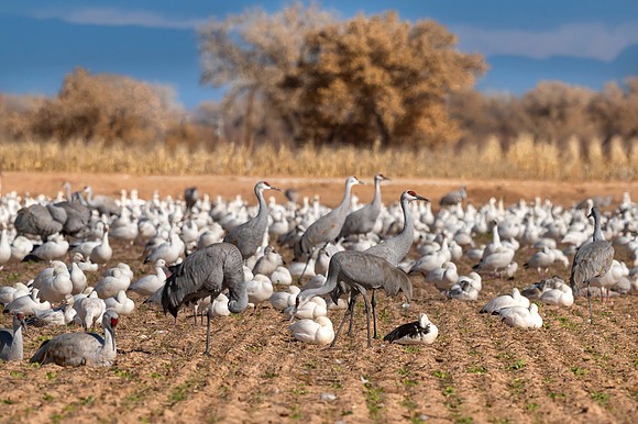 Snow geese