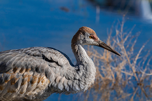 Juvenile Sandhill crane