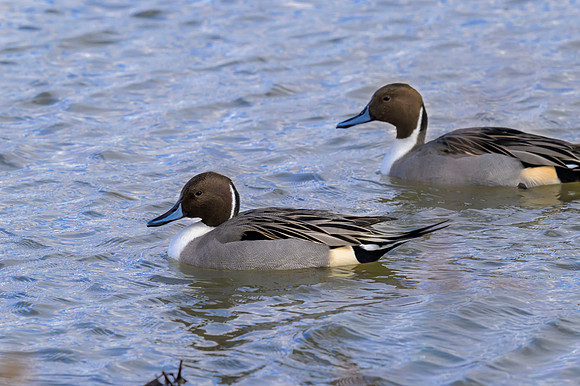 Northern Pintails