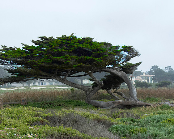 Windswept - California