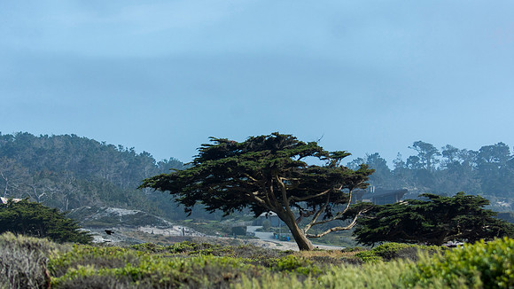 Pacific Grove golf course - California