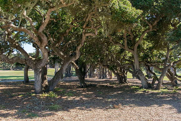 Black Horse Golf Course  Seaside California