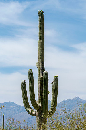 Saguaro NP East Tucson Arizonia