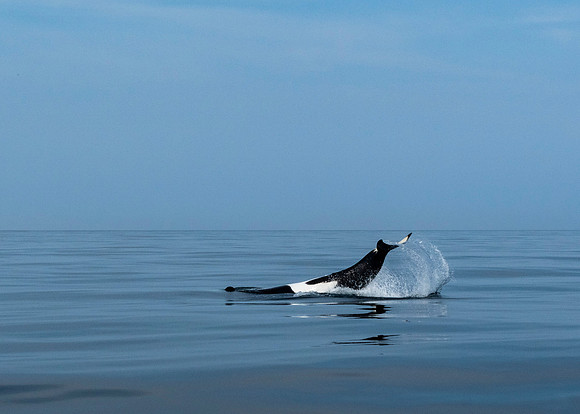 Orca