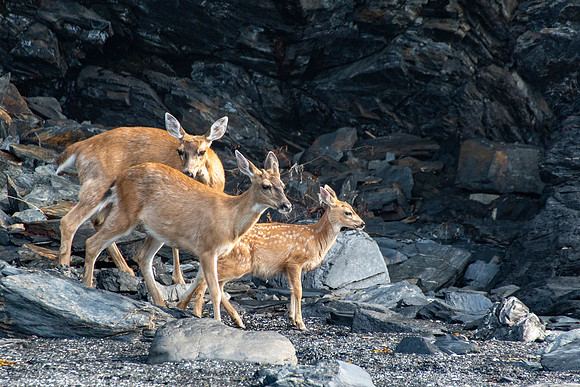 Sitka deer