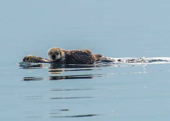 Otter pup on mother