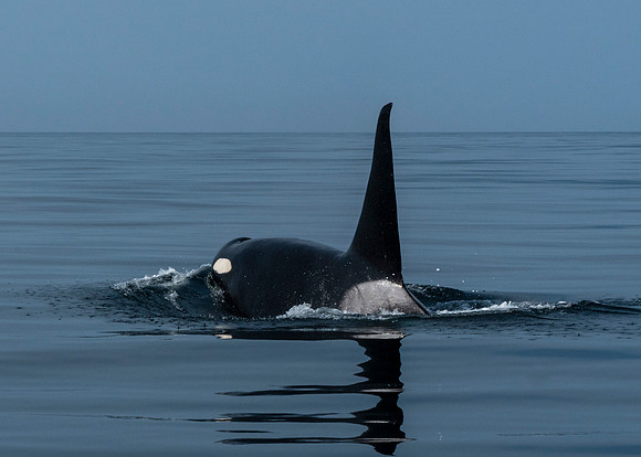 Orca